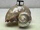 Antique Art Nouveau Deco Mop Nautilus Pearl Abalone Austrian Balamuti Lamp Shade