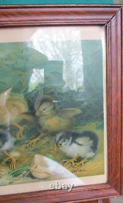 Antique Yardlong Print Litho Battle Of The Chicks Ben Austrian 1902 New York